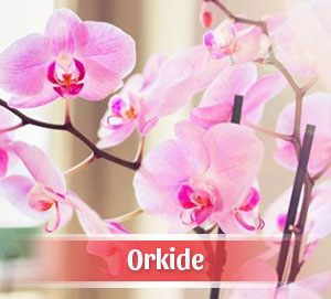 Konak Çiçekçi Orkide Siparişi