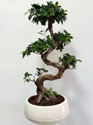 Ficus Bonsai S 80 cm