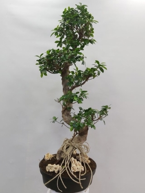 Bonsai