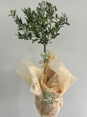Zeytin Ağacı 50 cm